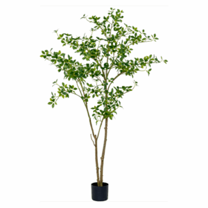 ÁRBOL CHEFLERA GRANDE