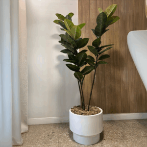 ÁRBOL DECORATIVO FICUS ELASTICA